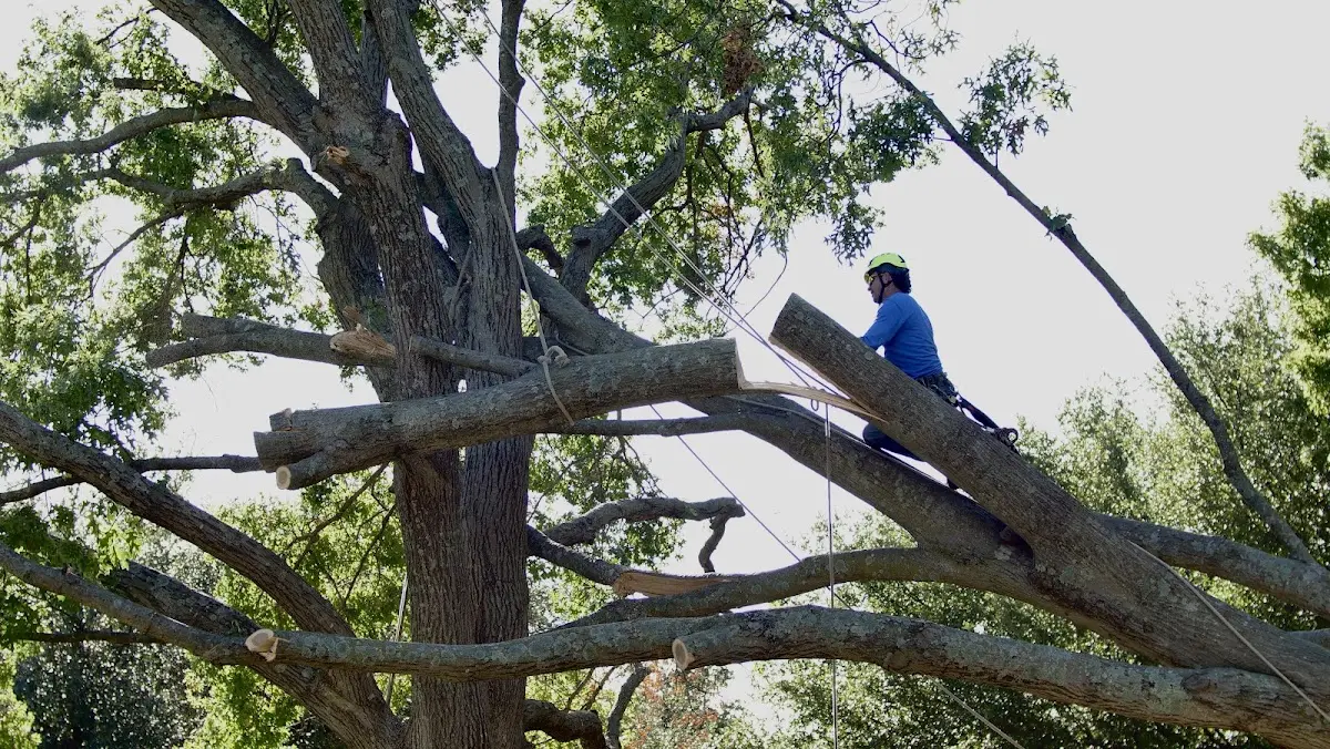Professional Crown Thinning performed by certified arborists in Albers