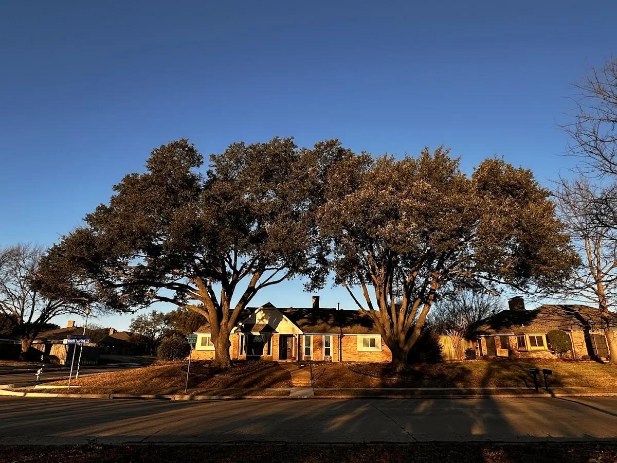 Established residential canopy tree shading a home in Albers
